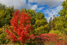 Single Maple Tree With Bright Red Leaves And Sumac With Green Forest In October Ontario Canada