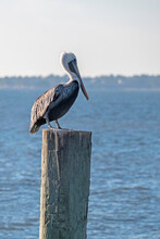 Brown Pelican Perched On A Harbor Piling.