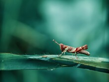 Macro Shot Of A Grasshopper On A Green Leaf