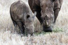 Field With Western Black Rhinoceros And A Baby In Lewa Wildlife Conservancy, Kenya.