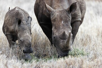 Wall Mural - Field with western black rhinoceros and a baby in Lewa Wildlife Conservancy, Kenya.