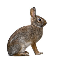 Isolated Detailed Sketch Of A Brown Rabbit