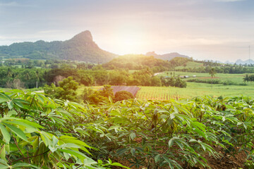 row of cassava tree in field. Growing cassava, young shoots growing. The cassava is the tropical food plant,it is a cash crop in Thailand.