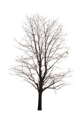 Wall Mural - Single old and dead tree isolated