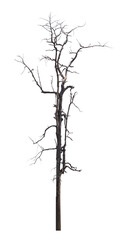 Wall Mural - Single old and dead tree isolated