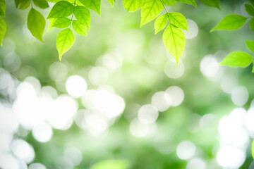 Gorgeous nature view of green leaf on blurred greenery background in garden. Natural green leaves plants used as spring background cover page greenery environment ecology lime green wallpaper