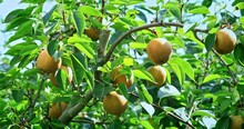 Fresh Pear Fruit Growing On Pear Tree In Orchard