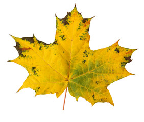 Wall Mural - autumn yellow maple leaf isolated on a white background.