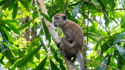 Sticker - Closeup shot of a furry brown long-tailed macaque on the tree with green leaves on the background