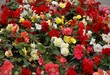 pretty multicolor flowers of begonia in  flower bed  of park