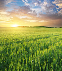 Wall Mural - Meadow of green wheat on sundown.