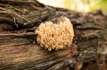 Sticker - Mushroom Ramaria formosa in the forest.