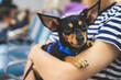 © tsuguliev - Dog in the airport hall near luggage suitcase baggage, concept of travelling with pets, small dog sitting on the hands of the female tourist girl owner before the trip at the terminal station