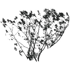 Wall Mural - Realistic branches a silhouette of bare dry twigs,bushes and withering autumn nature.