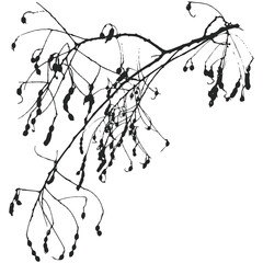 Wall Mural - Realistic branches a silhouette of bare dry twigs,bushes and withering autumn nature.