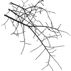 Wall Mural - Realistic branches a silhouette of bare dry twigs,bushes and withering autumn nature.