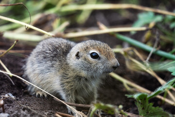 Wall Mural - A charming gopher looks straight into the camera. Forelegs are folded at the chest. Portrait of a wild gopher. A resident of Kamchatka.