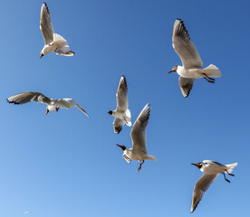 Wall Mural - A flock of seagulls in flight against a sky.