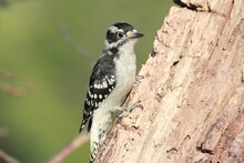Closeup Of A Downy Woodpecker Perched On A Tree Log In Sunlight