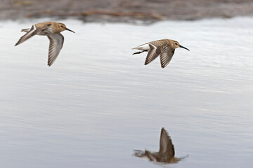 Wall Mural - A dunlin (Calidris alpina) in flight during fall migration on the beach.