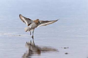 Wall Mural - A dunlin (Calidris alpina) in flight during fall migration on the beach.