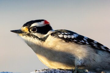 Poster - Close up shot of a beautiful Downy woodpecker (Picoides pubescens) looking aside