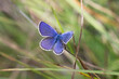 Motyl modraszek na łące