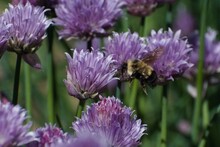 Side Closeup Of A Bombus Affinis Standing On The Chives Blurred In The Background