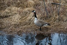 Side Closeup Of A White And Black Canada Goose On The River Bank, Yellow Grass Background