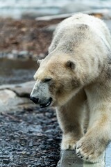 Sticker - Vertical of a polar bear in the zoo.