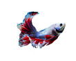 © sathit - Water Splash On Siamese fighting fish, betta fish isolated on transparent background (.PNG)