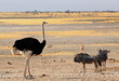 Male Ostrich on the Etosha Plains with a small herd of wildebeest in the background