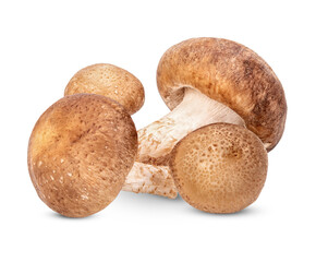 Wall Mural - Fresh Shiitake mushroom isolated on transparent background (.PNG)