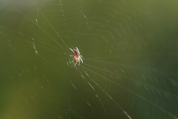 a spider web with the spider in the center of it with bokeh background