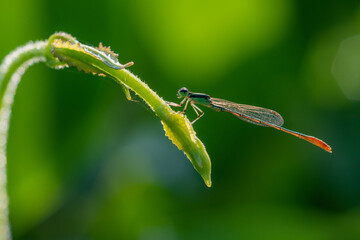 Wall Mural - A green narrow winged damselfly Coenagrionidae basking under sunlight in the morning during golden hour with bokeh background 
