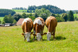 Three cows on the pasture