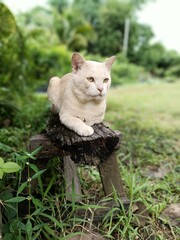 A cream-colored, yellow-eyed male cat looking forward and sitting on a log. There are trees and green grass in the background. Stay in close contact with the nature of the native species of South Asia