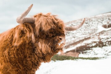 Sticker - horned Highland Cattle cow in fresh snow on a mountain in the Dolomites