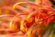 © Austockphoto - Macro close up view of orange grevillea flower