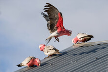 Three Pink And Grey Galahs Sitting On A Tin Roof With One Mid Flight Just About To Land
