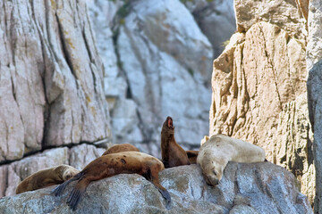 Wall Mural - Wild Seals