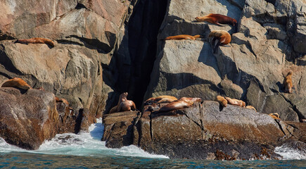 Wall Mural - Wild Seals