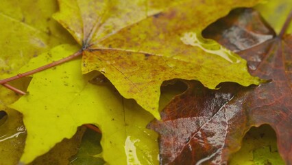 Canvas Print - autumn colorful maple leaves rotate in a circle