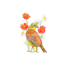 A Rear View Of A Clever Bird, Standing In Front Of Growing Flowers, Looking Away. An Avian Card With Daisy, Poppy Meadow Blooming Plants. A Cute Flying Creature Against Blossoms. Watercolor Painting