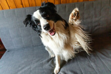 Funny Portrait Of Puppy Dog Border Collie Waving Paw Sitting On Couch. Cute Pet Dog Resting On Sofa At Home Indoor. Funny Emotional Dog, Cute Pose. Dog Raise Paw Up