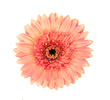 gerbera flower isolated on transparent png