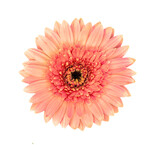 Fototapeta Mapy - gerbera flower isolated on transparent png