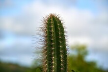 Selective Focus Shot Of Cactus With Sharp Thin Needles