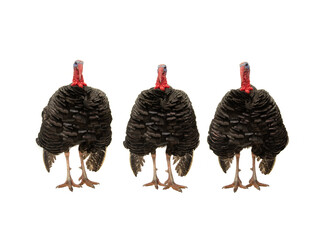 Sticker - three turkeys isolated on white background