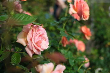 Canvas Print - Pale pink roses　淡いピンクバラ　